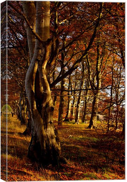 In the woods Canvas Print by Gabor Pozsgai