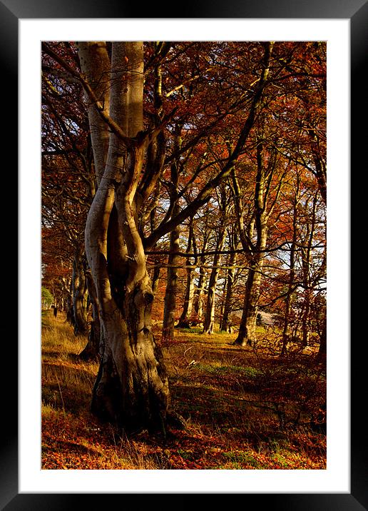 In the woods Framed Mounted Print by Gabor Pozsgai