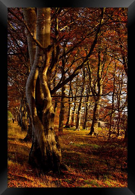 In the woods Framed Print by Gabor Pozsgai