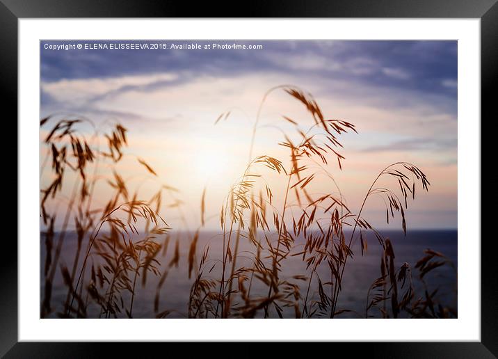 Grass at sunset Framed Mounted Print by ELENA ELISSEEVA