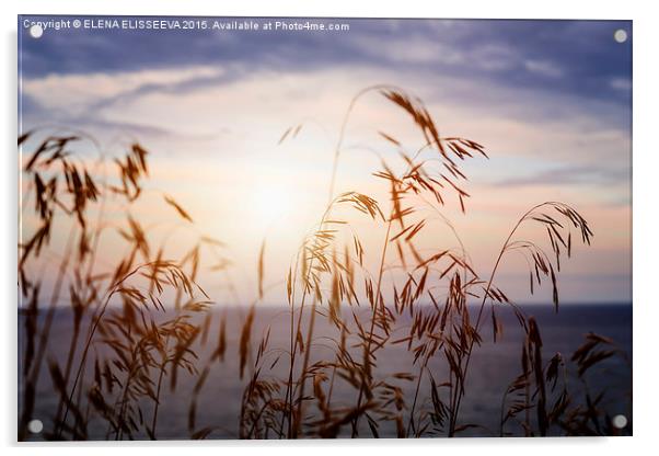 Grass at sunset Acrylic by ELENA ELISSEEVA