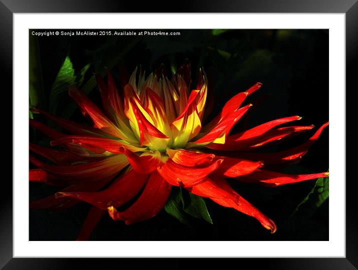  The Fire Of The Dahlia Framed Mounted Print by Sonja McAlister
