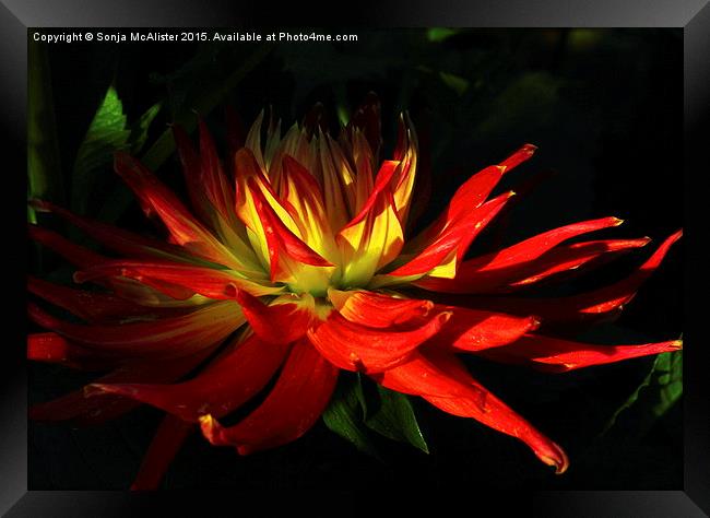  The Fire Of The Dahlia Framed Print by Sonja McAlister