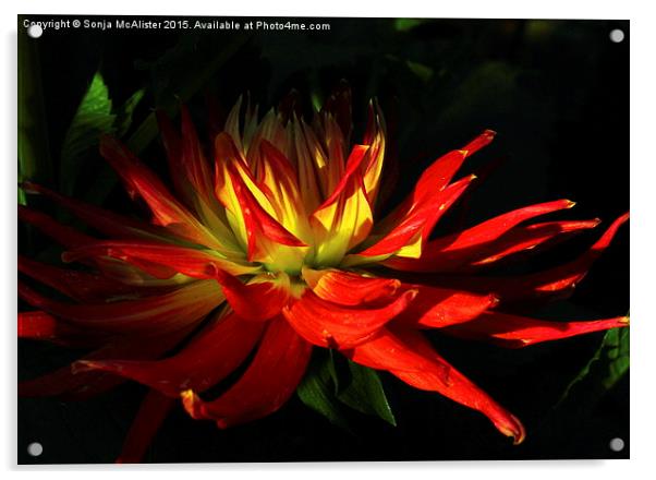  The Fire Of The Dahlia Acrylic by Sonja McAlister