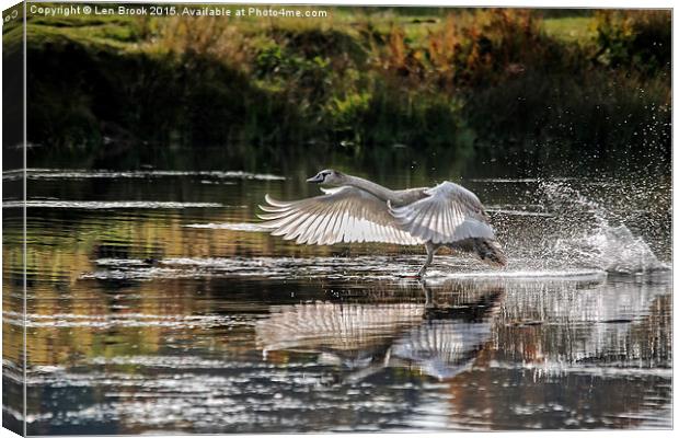 Juvenile Mute Swan Treading Water Canvas Print by Len Brook