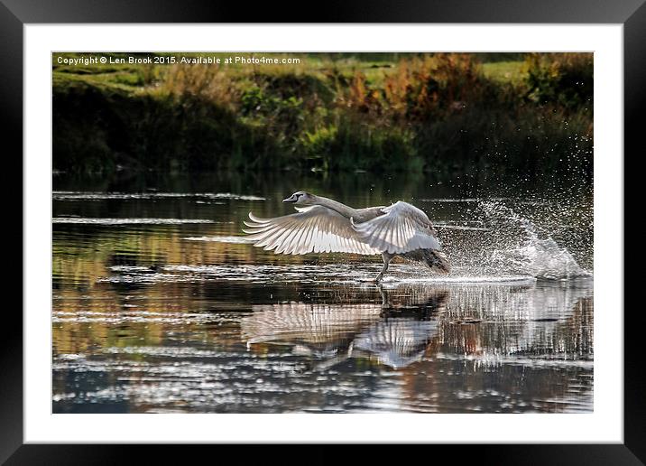 Juvenile Mute Swan Treading Water Framed Mounted Print by Len Brook
