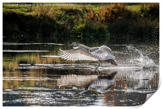 Juvenile Mute Swan Treading Water Print by Len Brook