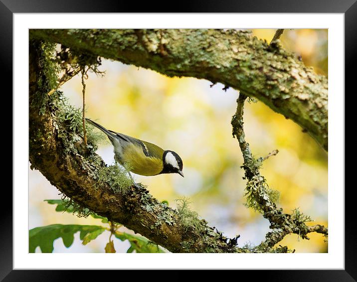  Great Tit Framed Mounted Print by Tommy Dickson