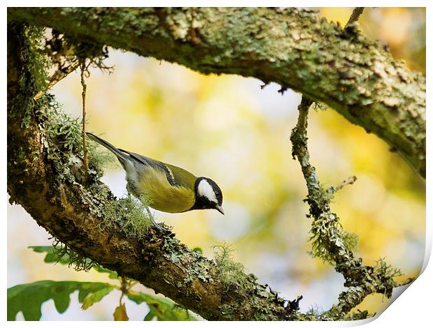  Great Tit Print by Tommy Dickson