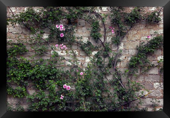  Rose Wall Framed Print by Svetlana Sewell
