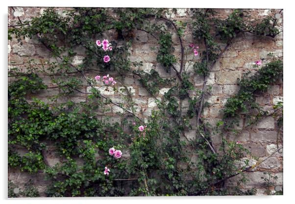  Rose Wall Acrylic by Svetlana Sewell
