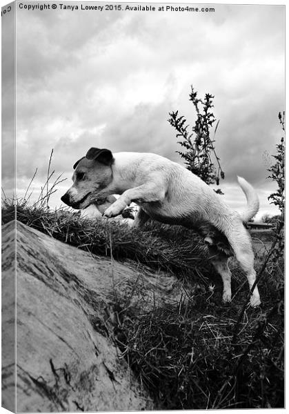  Jack Russell jumping Canvas Print by Tanya Lowery