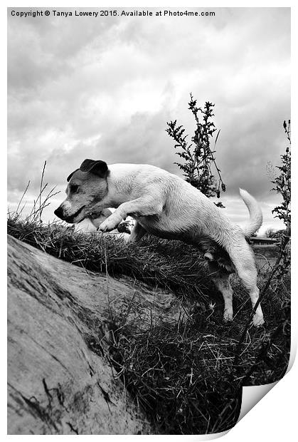  Jack Russell jumping Print by Tanya Lowery