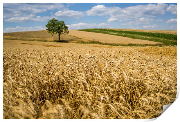 Wheat and A Tree Print by Patrycja Polechonska