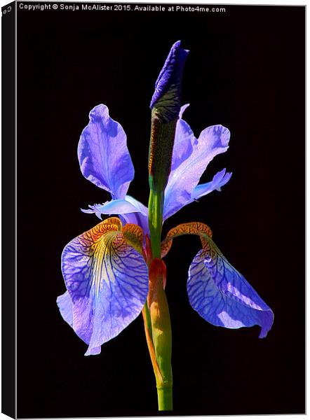  Iris Canvas Print by Sonja McAlister