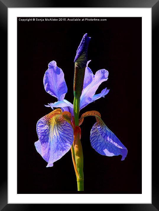  Iris Framed Mounted Print by Sonja McAlister
