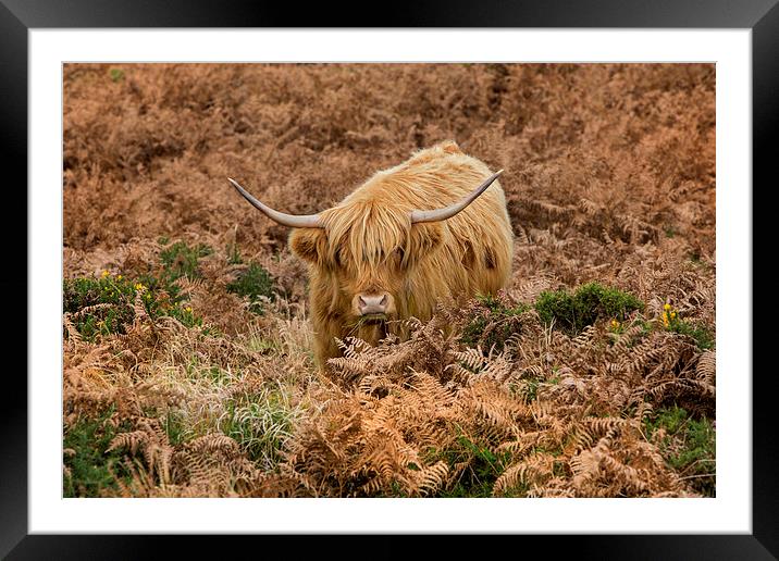  Longhorn on Dartmoor Framed Mounted Print by David Hare