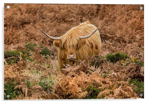  Longhorn on Dartmoor Acrylic by David Hare