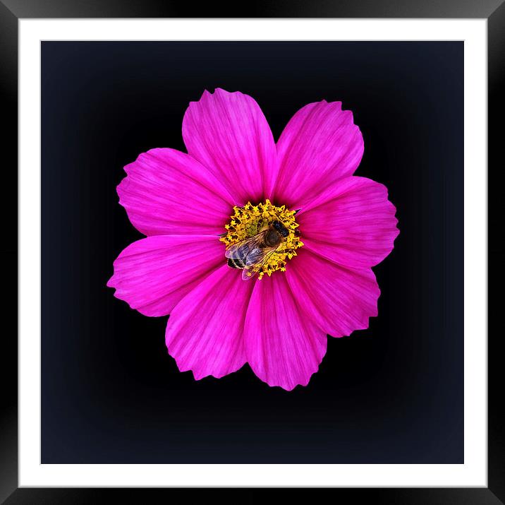  hardworking bee Framed Mounted Print by Marinela Feier