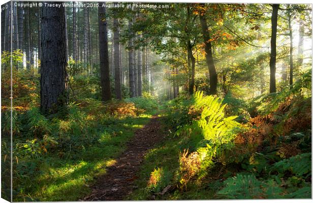 Autumn Morning II  Canvas Print by Tracey Whitefoot