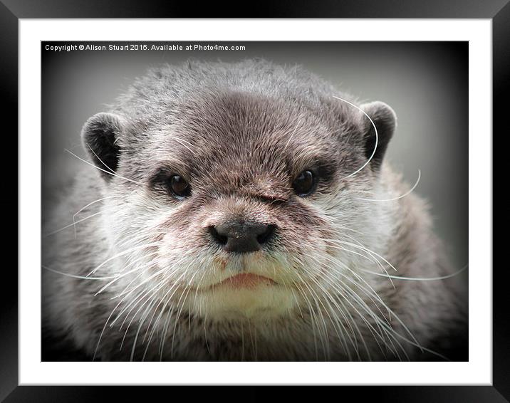  Beautiful young female otter Framed Mounted Print by Alison Stuart