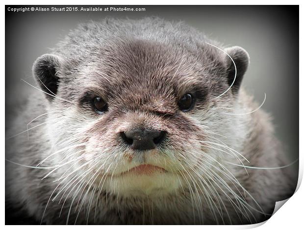  Beautiful young female otter Print by Alison Stuart