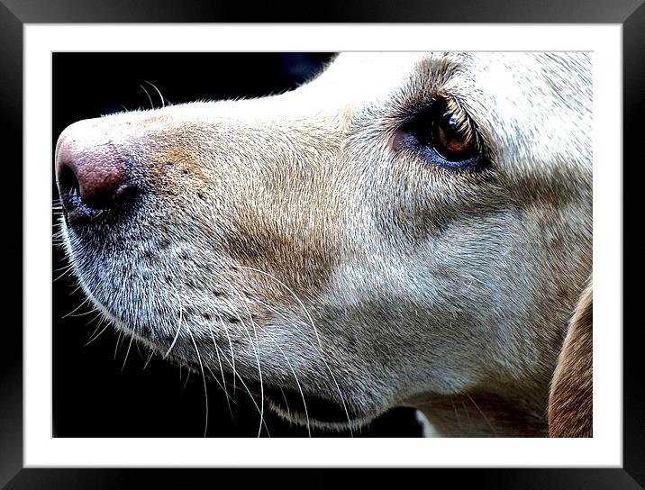  Beautiful Labrador Face of love Framed Mounted Print by Sue Bottomley