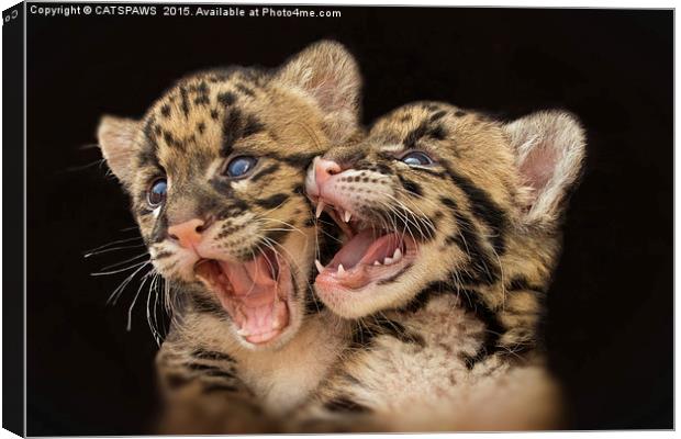  CLOUDED LEOPARD CUBS LOVE Canvas Print by CATSPAWS 