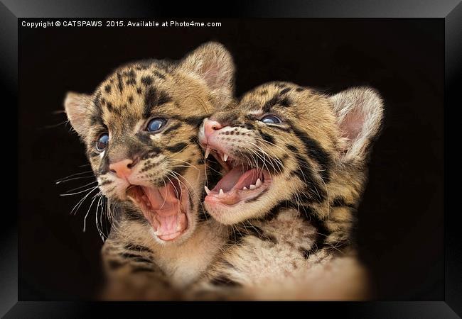  CLOUDED LEOPARD CUBS LOVE Framed Print by CATSPAWS 