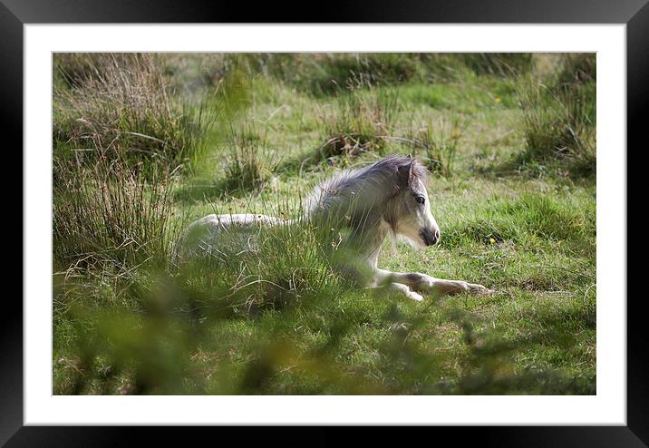  Wild Gower pony Framed Mounted Print by Leighton Collins