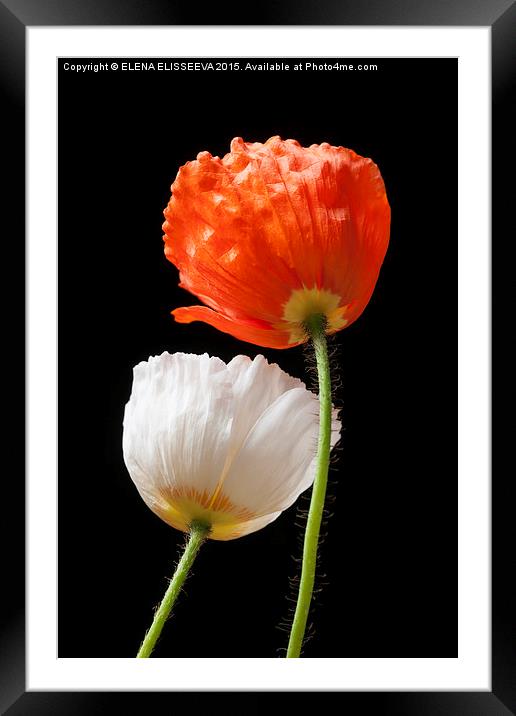 Poppy flowers on black Framed Mounted Print by ELENA ELISSEEVA