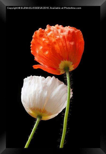 Poppy flowers on black Framed Print by ELENA ELISSEEVA