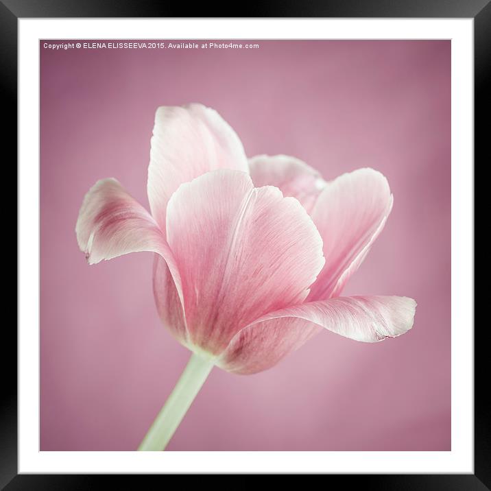 Pink tulip Framed Mounted Print by ELENA ELISSEEVA