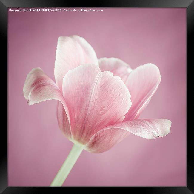 Pink tulip Framed Print by ELENA ELISSEEVA