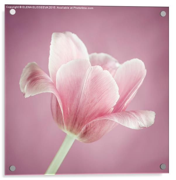 Pink tulip Acrylic by ELENA ELISSEEVA