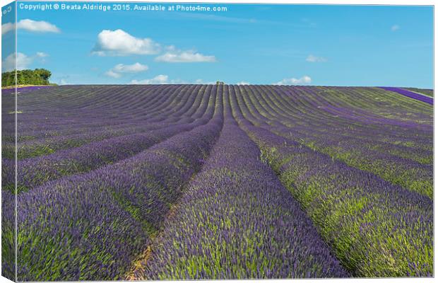 Lavender field Canvas Print by Beata Aldridge