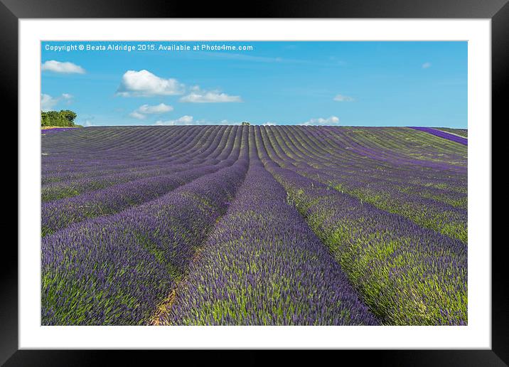 Lavender field Framed Mounted Print by Beata Aldridge
