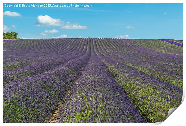 Lavender field Print by Beata Aldridge