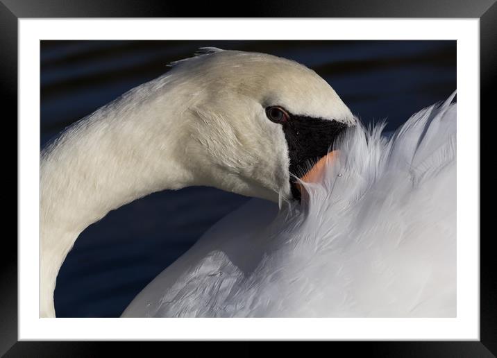 The Shy Swan Framed Mounted Print by David Pyatt