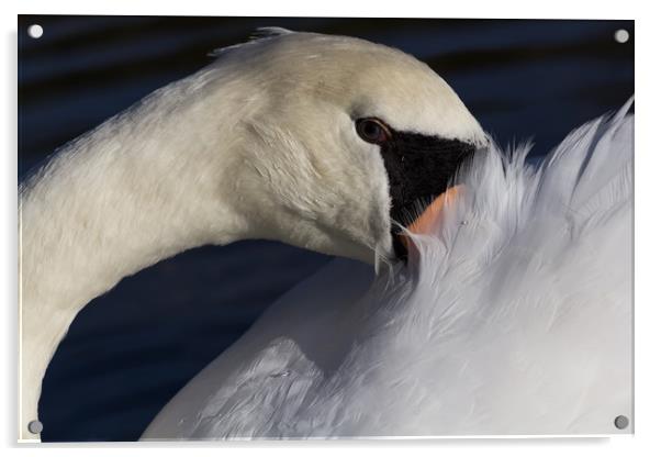 The Shy Swan Acrylic by David Pyatt