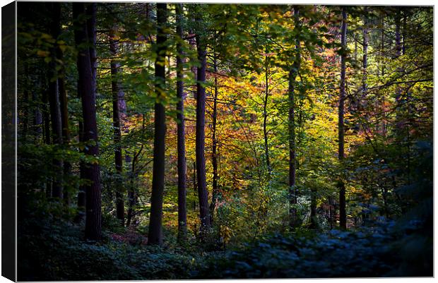  Autumn colour in the dark forest Canvas Print by Andrew Kearton