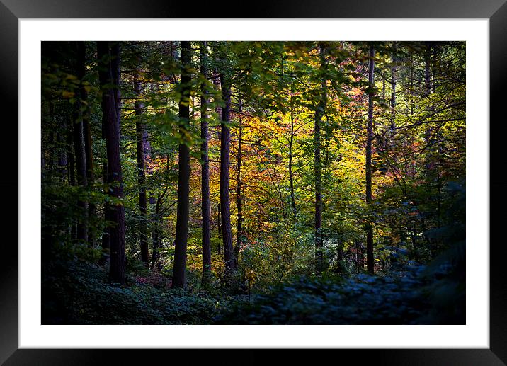  Autumn colour in the dark forest Framed Mounted Print by Andrew Kearton