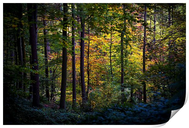  Autumn colour in the dark forest Print by Andrew Kearton