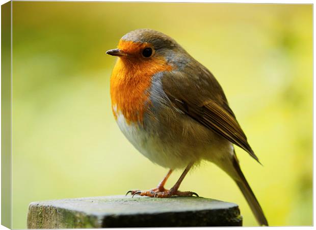  Robin Red Breast Canvas Print by Tommy Dickson