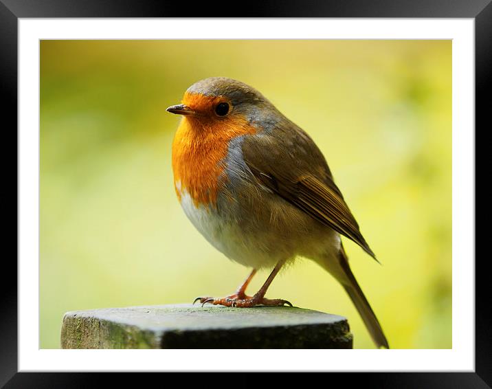  Robin Red Breast Framed Mounted Print by Tommy Dickson