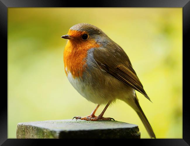  Robin Red Breast Framed Print by Tommy Dickson