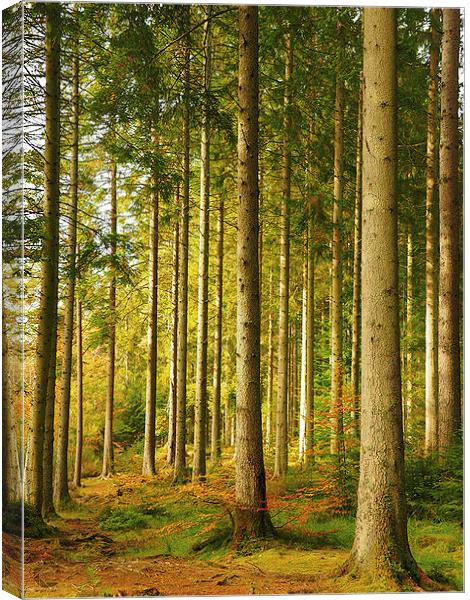  Autumn woodland. Canvas Print by Tommy Dickson