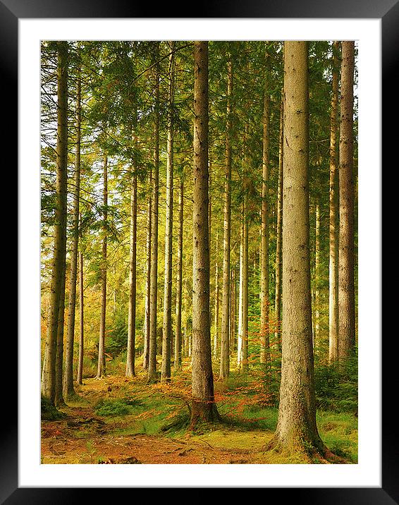  Autumn woodland. Framed Mounted Print by Tommy Dickson