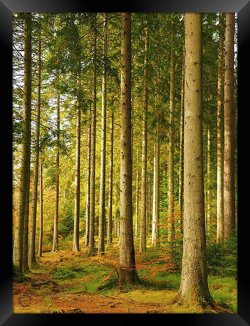  Autumn woodland. Framed Print by Tommy Dickson