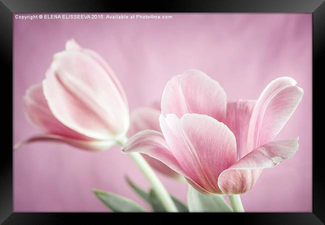 Pink tulips Framed Print by ELENA ELISSEEVA